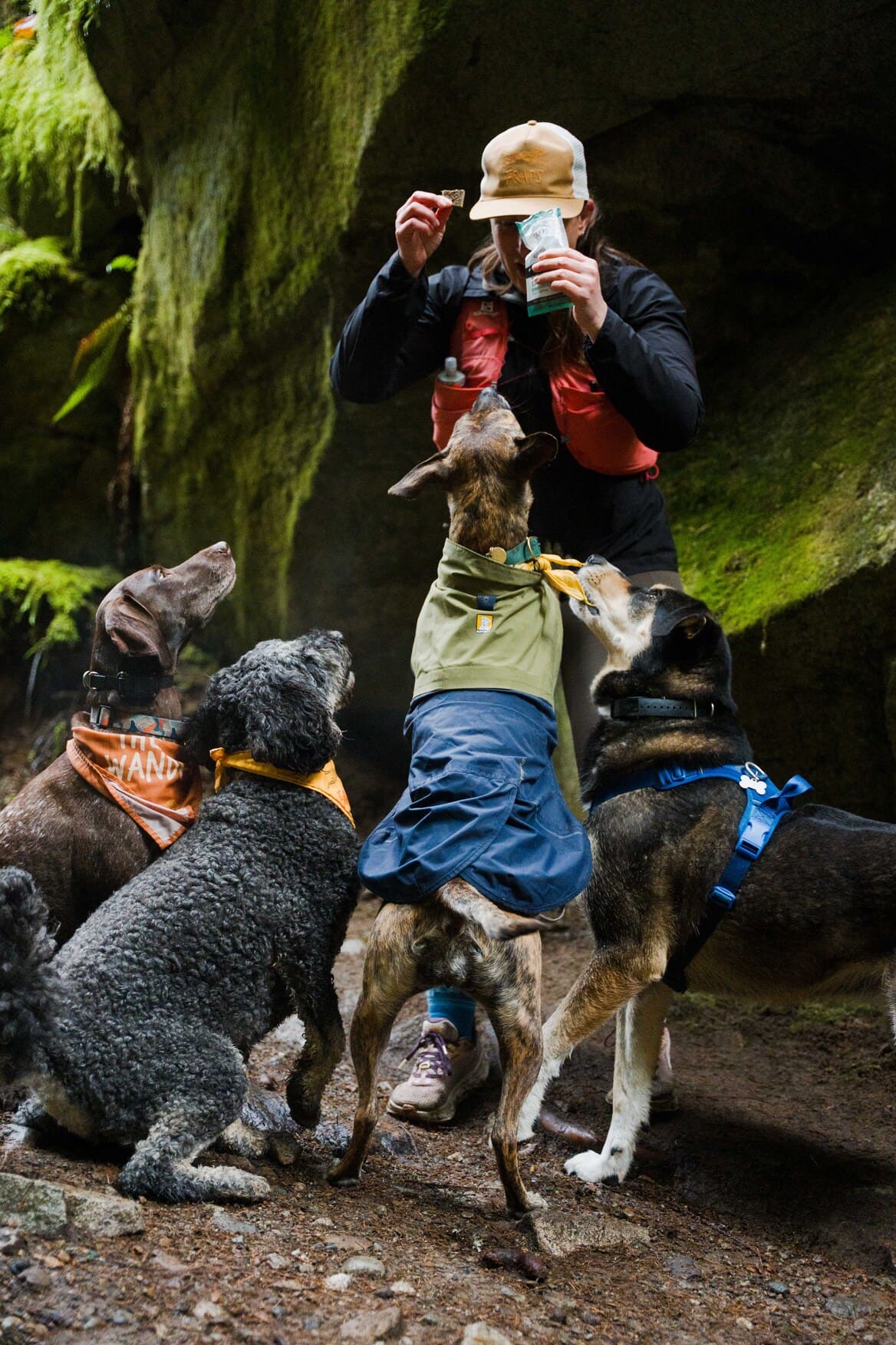 An adventure dog on the trail in Squamish, BC